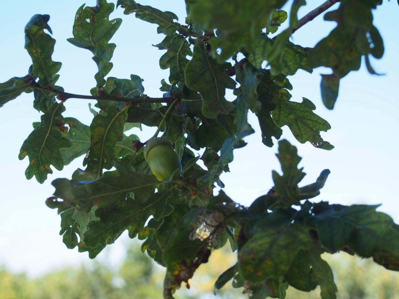 Oak, Pedunculate leaf